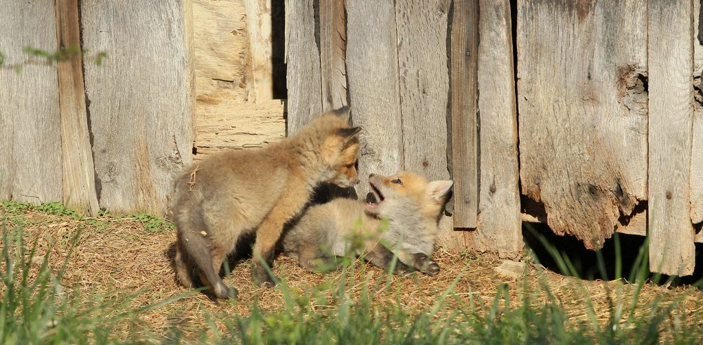 red fox pups playing