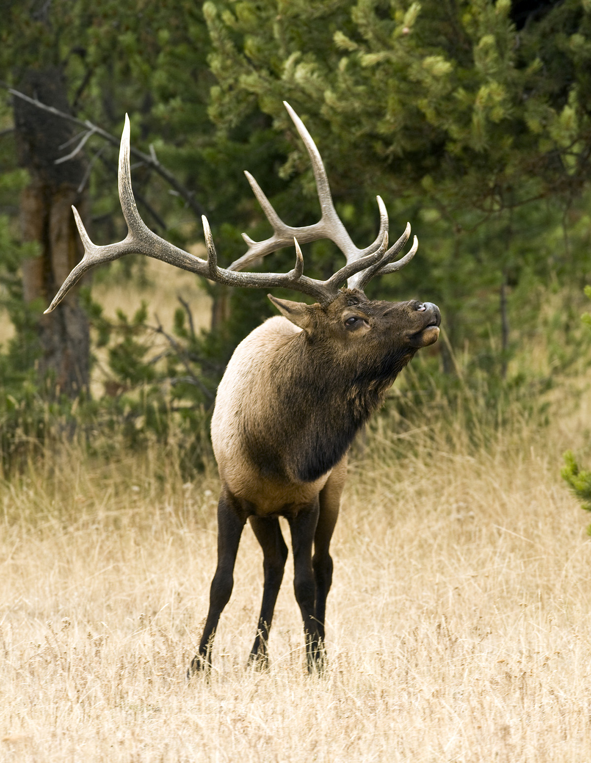 bull elk in dry grass