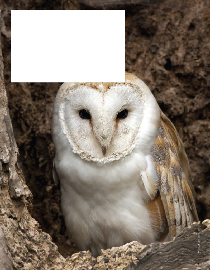 Barn Owl sitting in tree