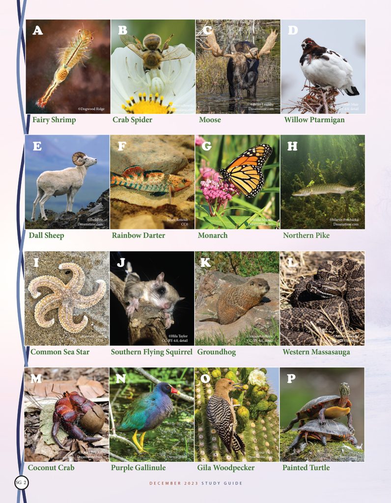 animal habitat matching puzzle