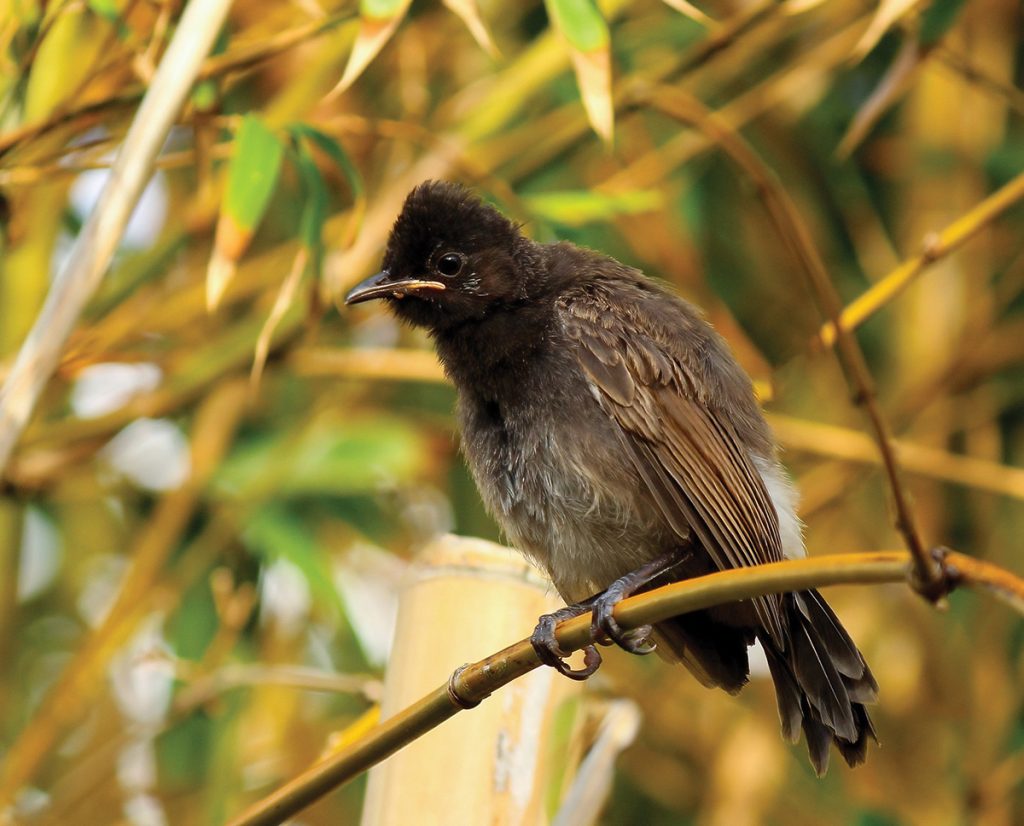 immature Red-vented Bulbul