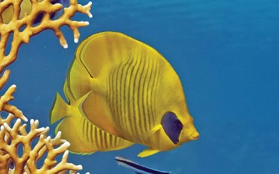 Fishy Word Search