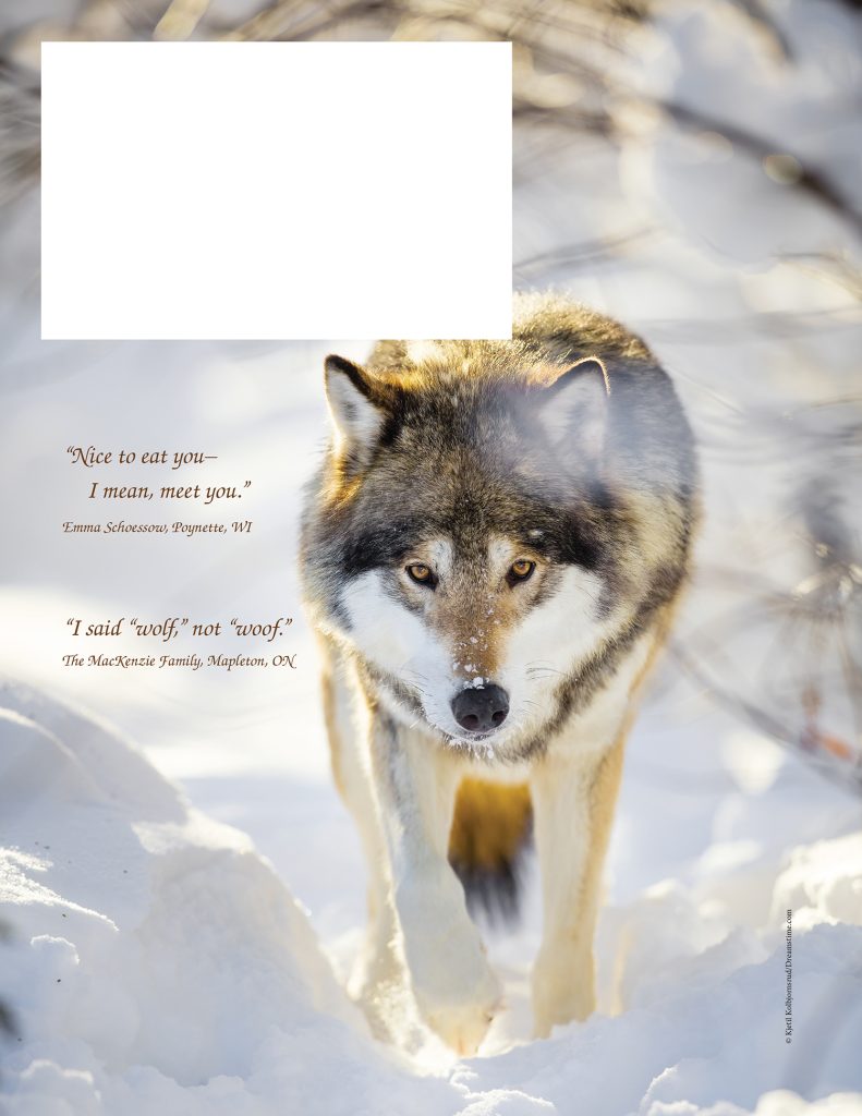 wolf in snow