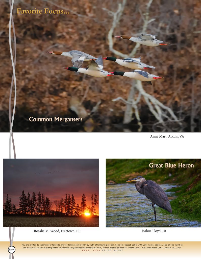 nature photos of birds and sunrise