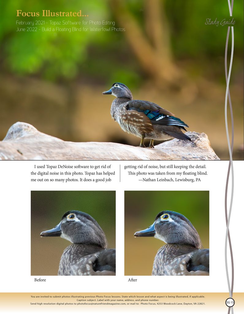 female Wood Duck photos