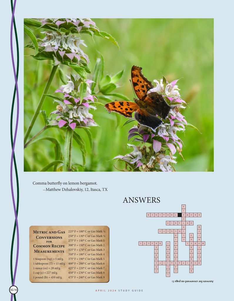 comma butterfly on lemon bergamot