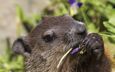 Caption This Groundhog