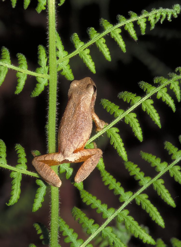 spring peeper on fern