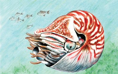 You Can Draw a Nautilus