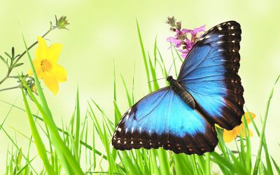 Butterfly Bumble Word Search