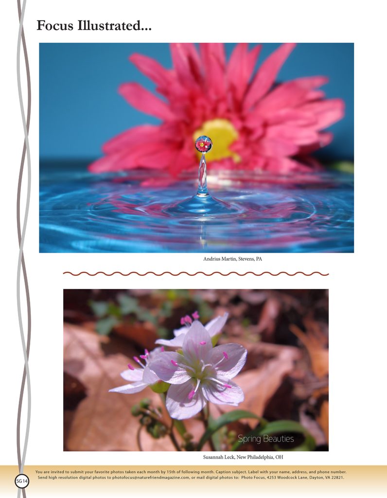 nature flower and water drop photos
