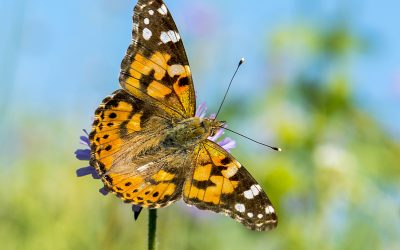Nature Crossword Puzzle