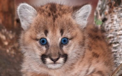 Caption This Cougar