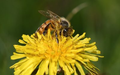 Dandy Dandelions