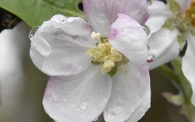 Creation Close-ups, May 2024