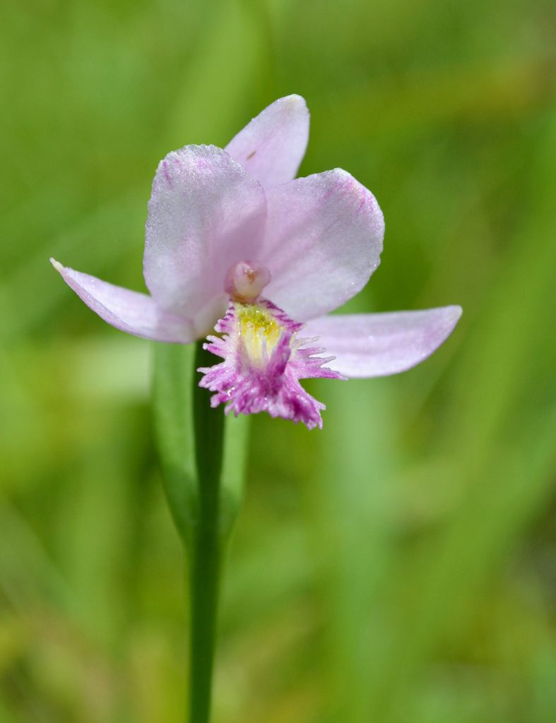 rose pogonia orchid