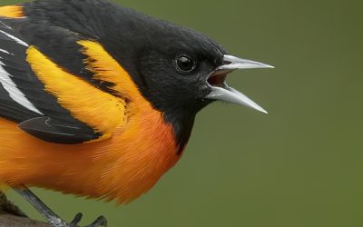 The Local Birds Are Nesting