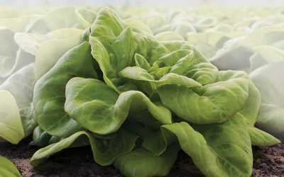 Grow Your Greens