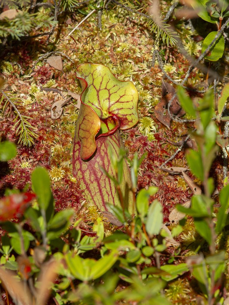 purple pitcher plant pitcher