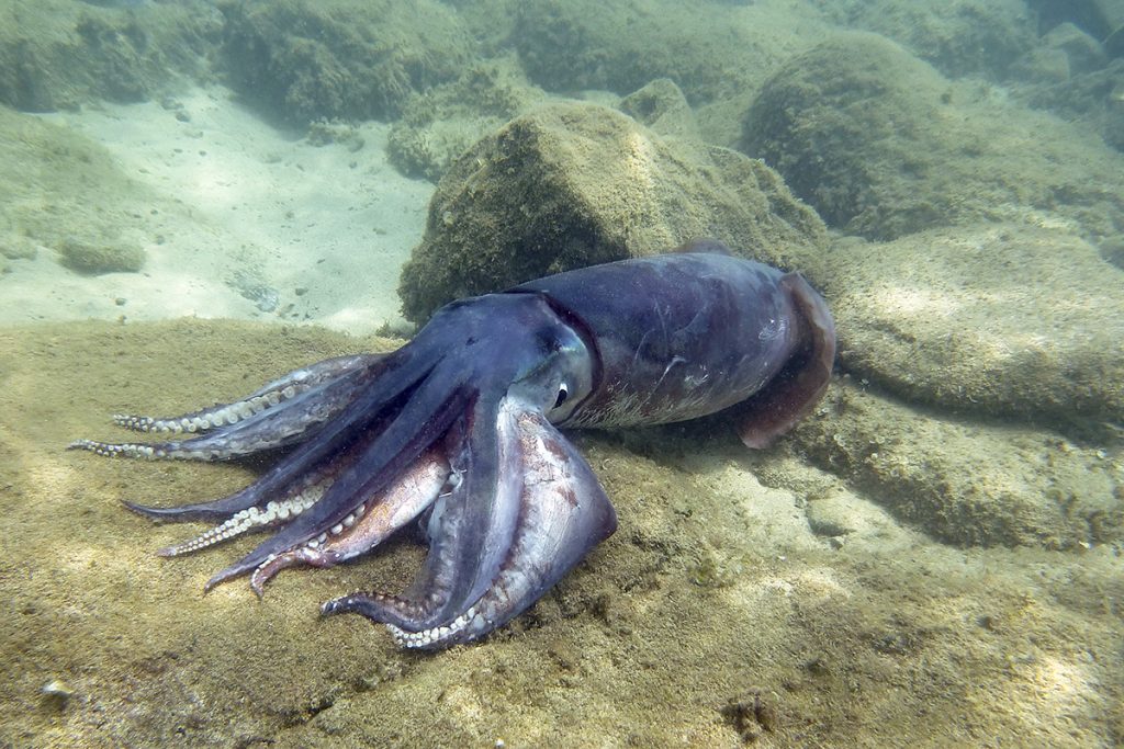 squid underwater