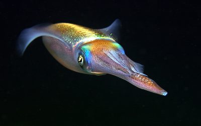 Wondernose: What animal is able to send out a decoy in order to distract an enemy?