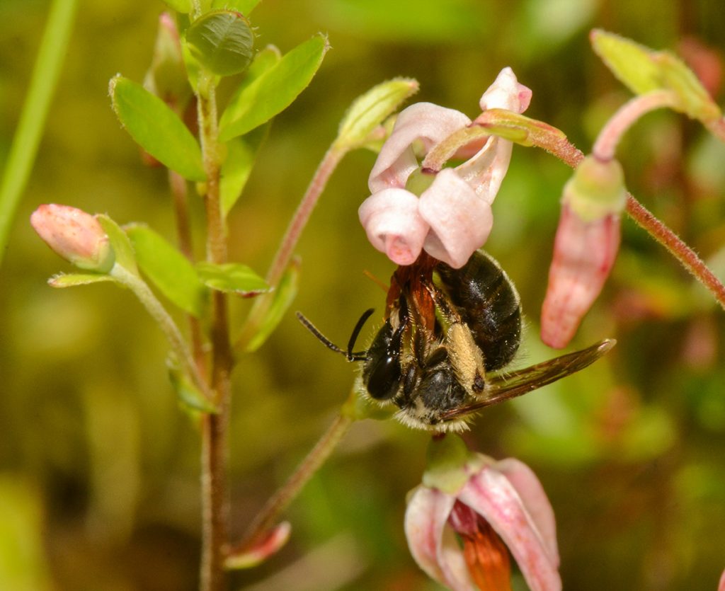 bee on cranberry flower