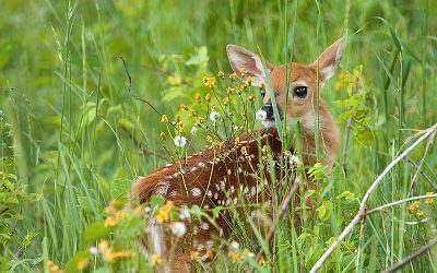 Caption This Fawn