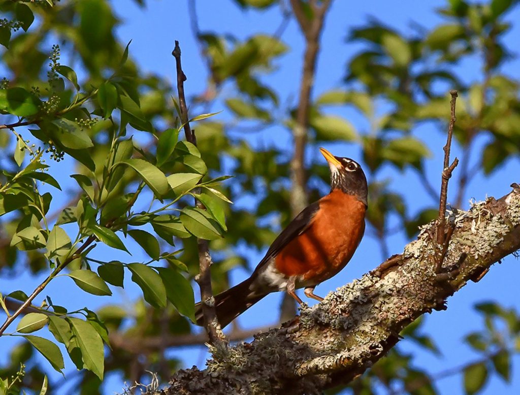 American Robin in wild cherry tree