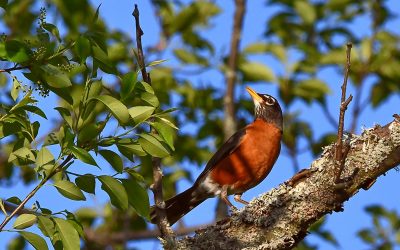 Birding by Beginners
