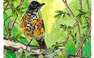 Invisibles, July 2024: Juvenile Robin