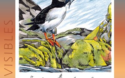 Invisibles, August 2024: Atlantic Puffin