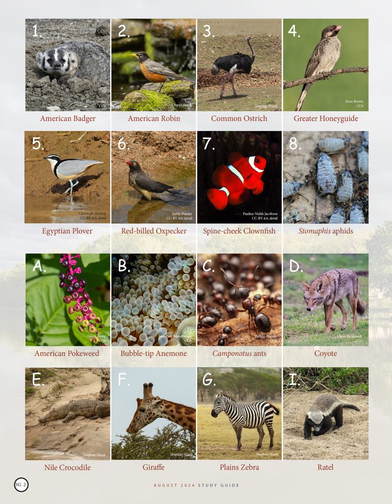 symbiosis matching puzzle