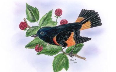 You Can Draw an American Redstart Submissions