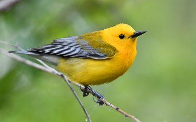 Warbler Crossword