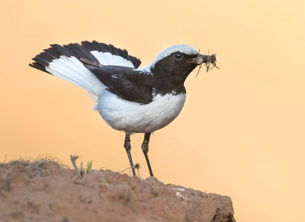 Finsch's Wheatear on a rock with food