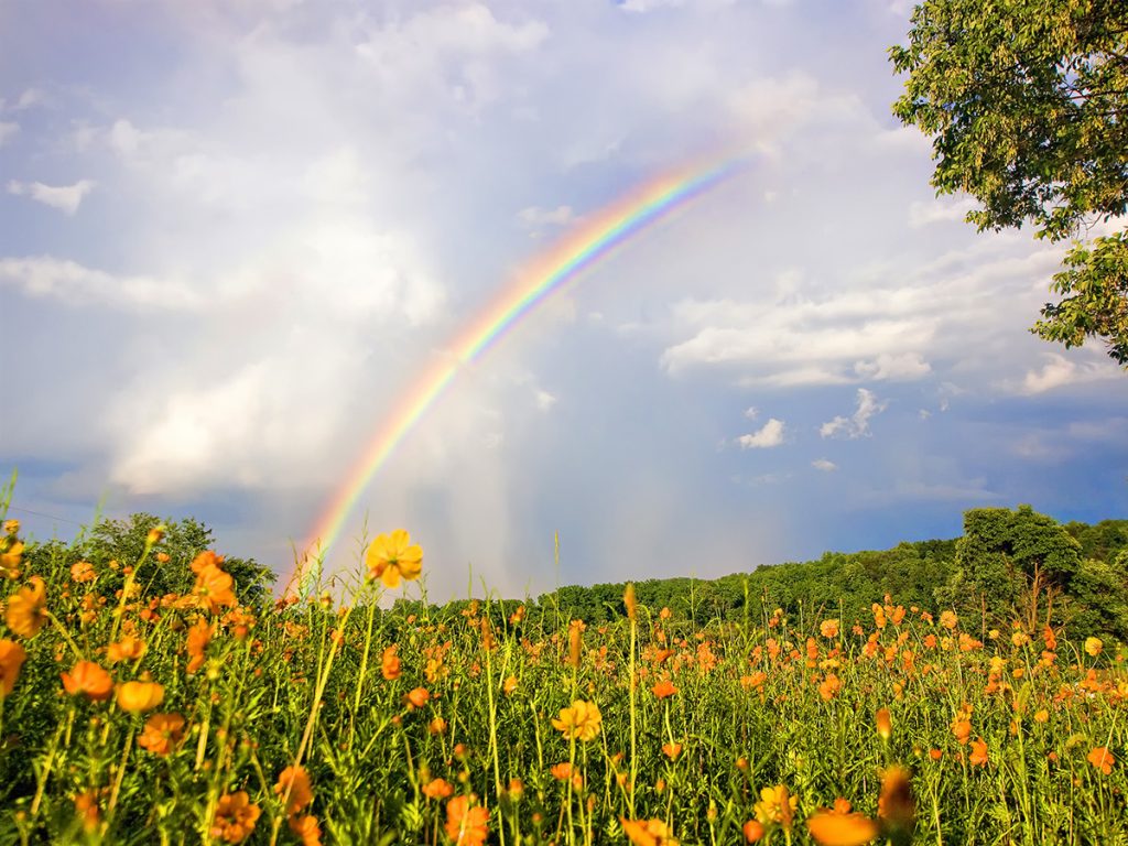 rainbow over field of yellow flowers