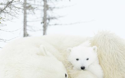 Caption This Polar Bear
