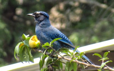 Our Share of the Birding