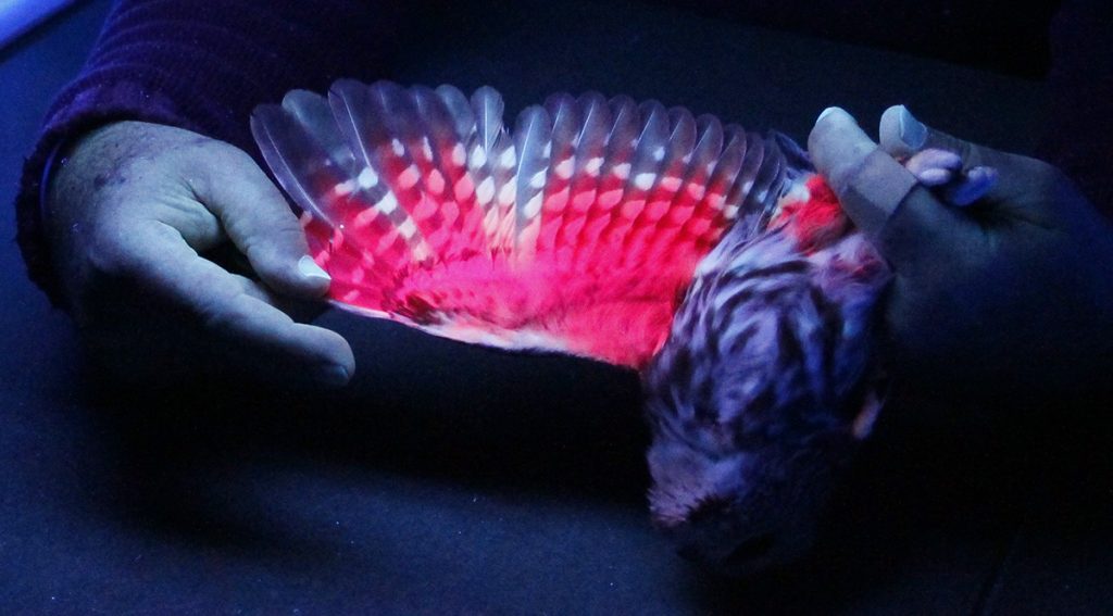 aging a Northern Saw-whet Owl under ultraviolet light