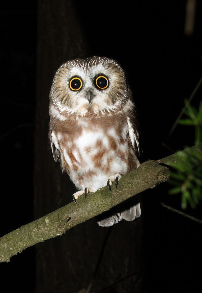 Northern Saw-whet Owl