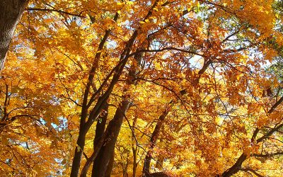 End of the Trail, October 2024: Fall Foliage