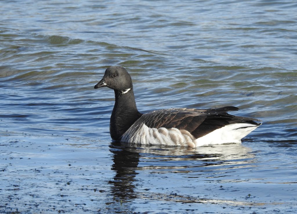 Brant