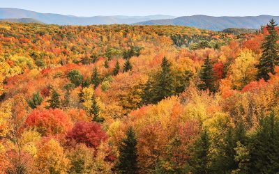 Autumn Splendor
