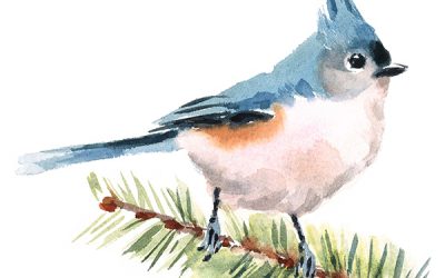 Winter Bird Search