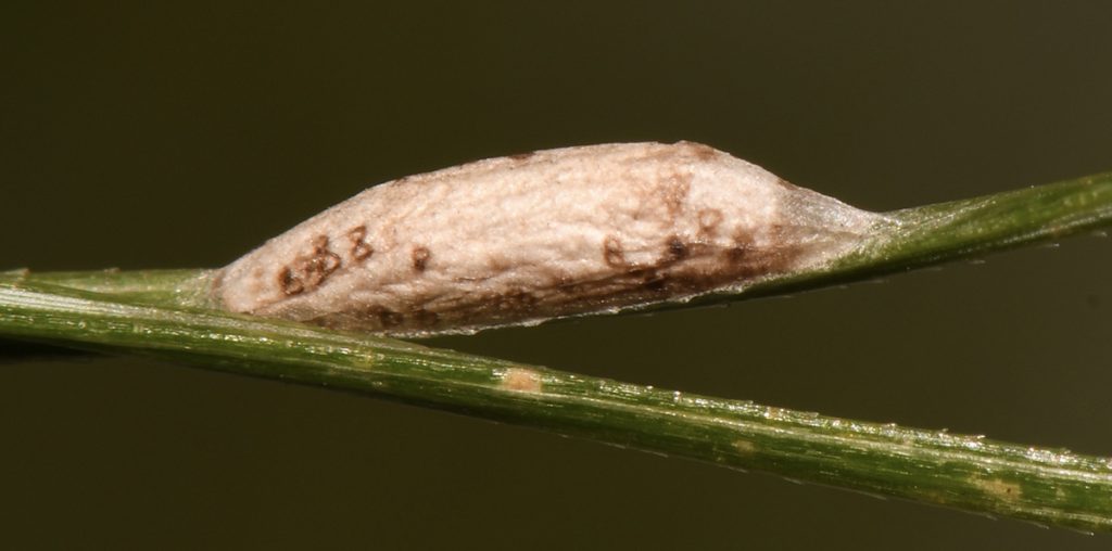 Bucculatrix moth cocoon