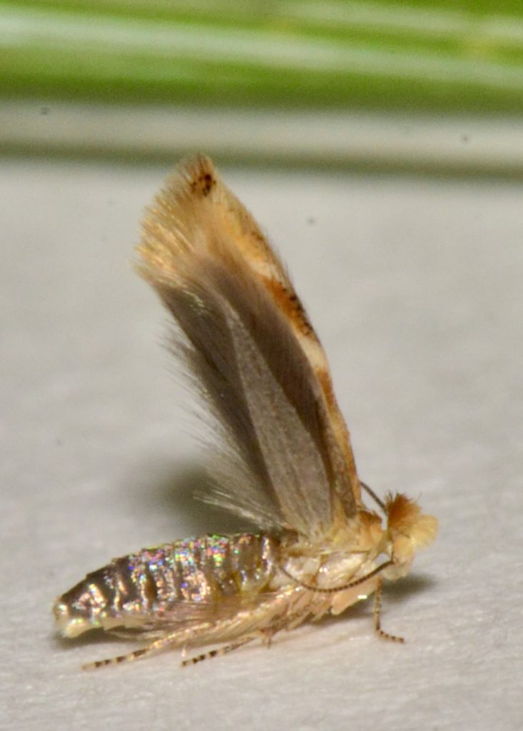Bucculatrix moth