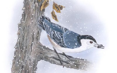 You Can Draw a White-breasted Nuthatch