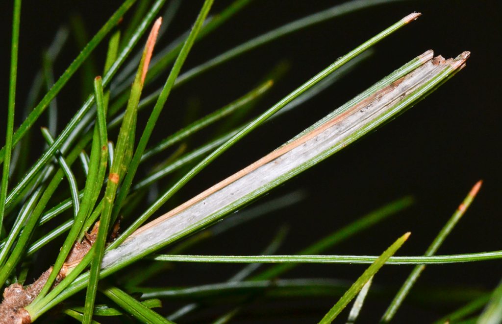 Pine tube moth silk shelter