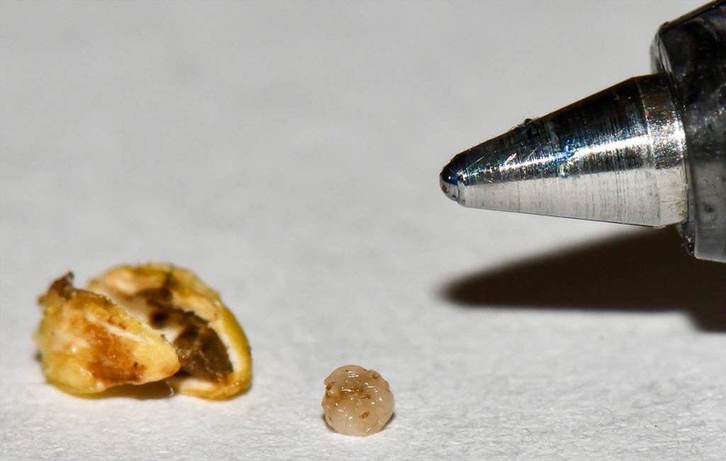 rose seed chalcid wasp larva