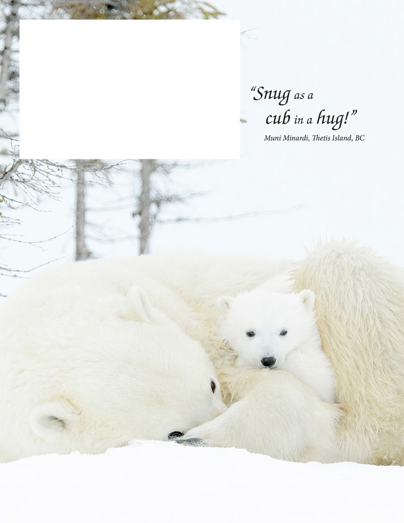 caption this polar bear